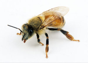 old worker bee